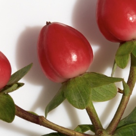 Bearberry Leaf Extract